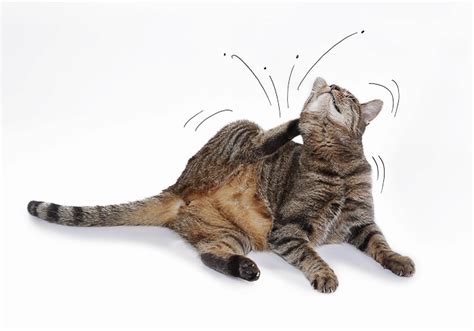 The cat is usually very itchy and what causes miliary dermatitis? How Do Indoor Cats Get Fleas? - Vet Explains Pets