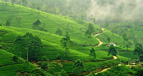 Sri Lanka Tea Plantation Tour And 6 Places To Include In The Trip