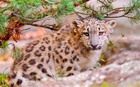 Cute Snow Leopard Face Close Up Predator Animals Wallpaper Animals