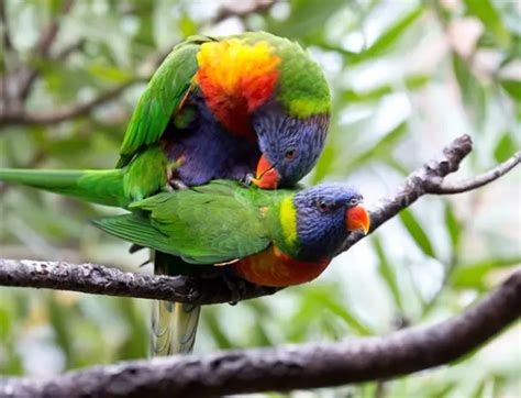 How Do Parrots Mate Avian Sexual Reproduction Guide Birds Coo