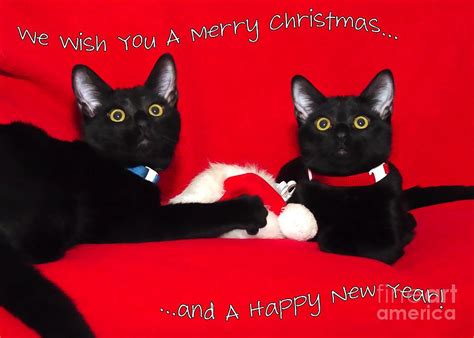 Two Black Cats Christmas Photograph By Peggy Hughes Fine Art America