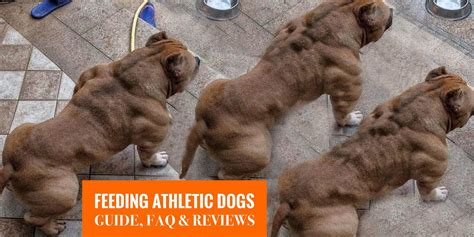 When comparing the percentage of fat in. Top 7 Best Dog Foods For Athletic Dogs — Guide, FAQ & Reviews