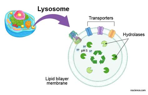 Lysosome The Cells Recycling Center Definition Structure