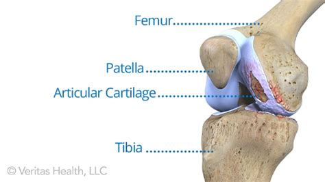 Regenerate Knee Cartilage Human Body Anatomy