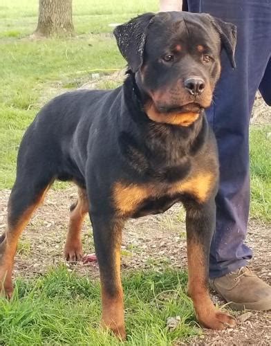 The dogs were known in german as rottweiler metzgerhund, which means rottweil butchers dogs. Rottweiler Puppy for Sale - Adoption, Rescue | Rottweiler Puppy For Sale in Glasgow KY ...