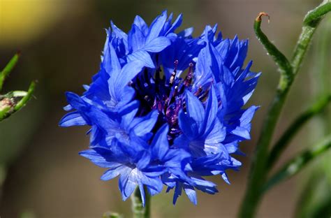 Pictures Of Blue Flowers