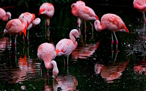 1920x1080 Animals Nature Flamingos Birds Water Wallpaper  240 Kb