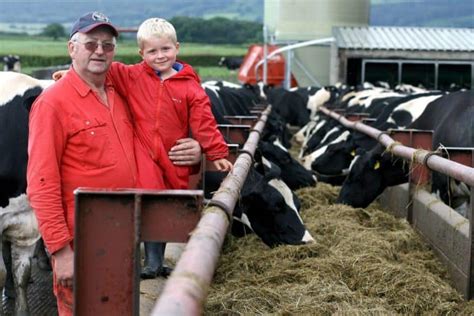 Veteran Dairy Farmer Killed By His Own Cattle