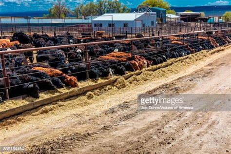 Cattle Feedlot Photos And Premium High Res Pictures Getty Images