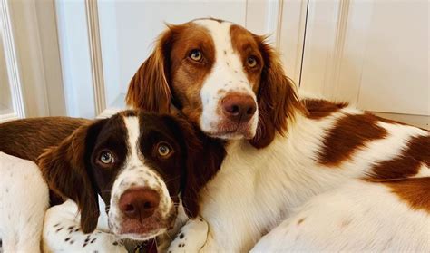 14 Amazing Facts About Brittany Spaniels You Probably Didnt Know Page 3 Of 3 Petpress