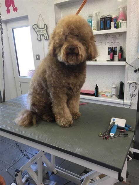 Maybe you would like to learn more about one of these? Your local pet grooming parlour in Peterborough