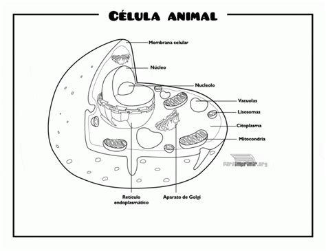 Célula Animal Para Imprimir Célula Animal Celula Animal Para