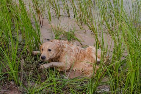 Premium Photo Happy Muddy And Wet Golden Retriever In The Outdoors