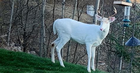 Rare Albino Deer Spotted In Pittsburgh Area Cbs Pittsburgh