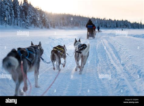 Sweden Lapland Norrbotten Kiruna Dog Sledding In Swedish Lapland