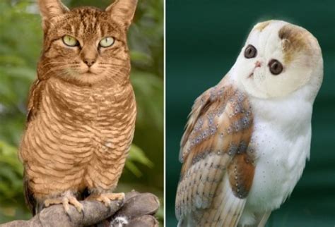 Meowls Are The Cat Owl Cross Breed That Weve Been Missing