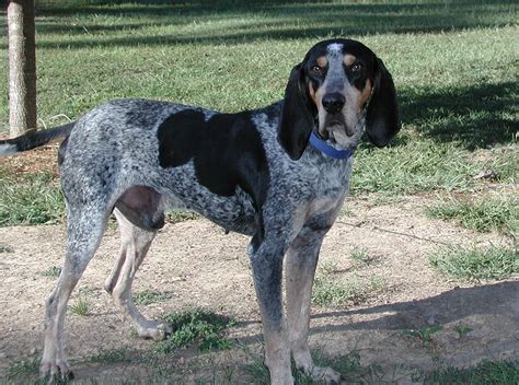 Bluetick Coonhound Greatdogsite