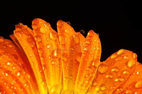 Orange Flower Macro Water Drops Stock Photo Image 12619514