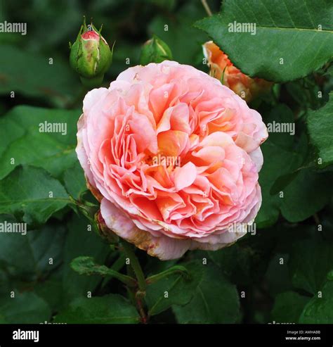 English Rose In Bloom Stock Photo Alamy