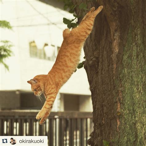 木から飛び降りている猫ちゃん、凄いな。ェ Cats Pet Birds Red Cat