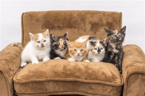 ‘feline Five Study Reveals Cats Have Personality Types Petguide