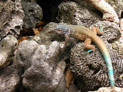 Blue Tailed Lizard Paulw Flickr