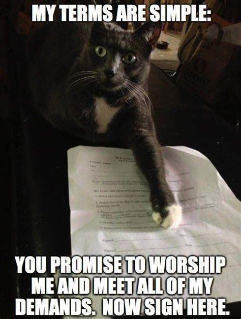 With tenor, maker of gif keyboard, add popular here kitty kitty animated gifs to your conversations. 16 sassy kitty memes that will crack you up