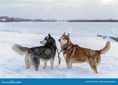 Two Dogs Husky In Deep Snow On The Banks Winter River Siberian Huskies
