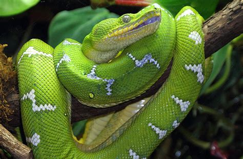 Emerald Tree Boa Coniferous Forest