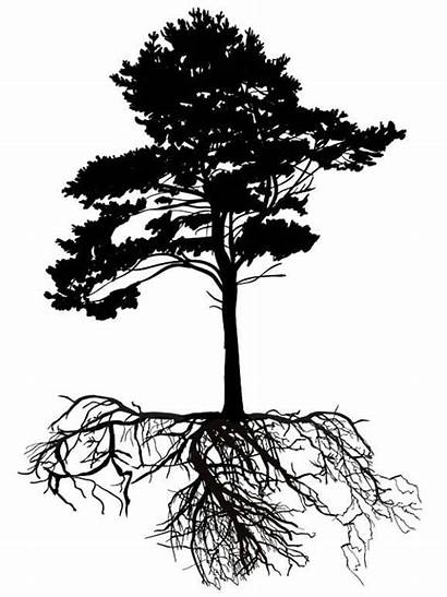 Tree Pine Roots Illustration Root Isolated Drawing