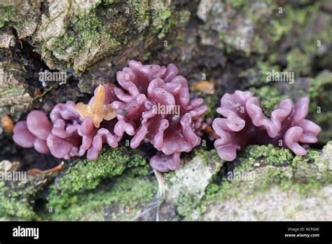 Ascocoryne Sarcoides Known As Jelly Drops Or The Purple Jellydisc