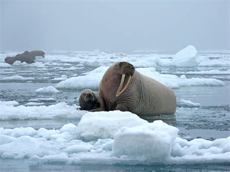 Best Time For Walrus Watching In Alaska When To See Rove Me