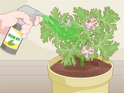 Easy Ways To Grow And Care For Citronella Wikihow