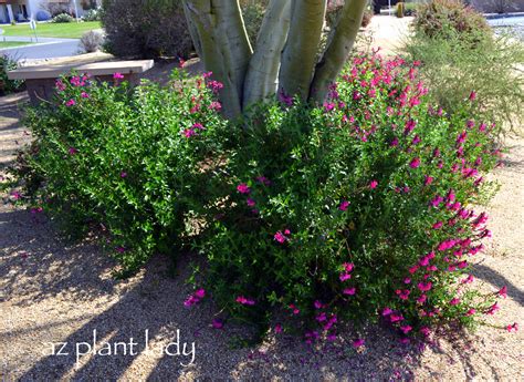 Flowering shrubs for full sun zone 6. Plant Palette for New Landscape Area: Trees and Shrubs ...