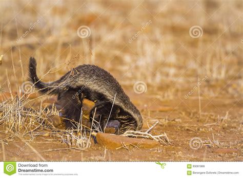 Honey Badger In Kruger National Park South Africa Stock Photo Image