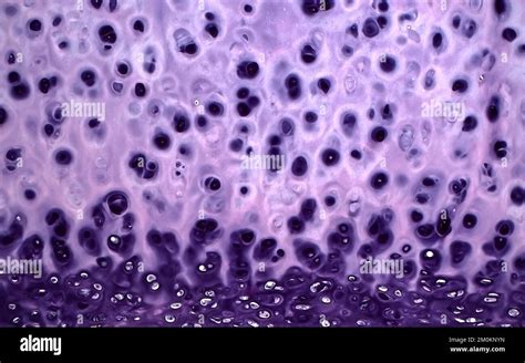Human Cartilage Light Micrograph Stock Photo Alamy