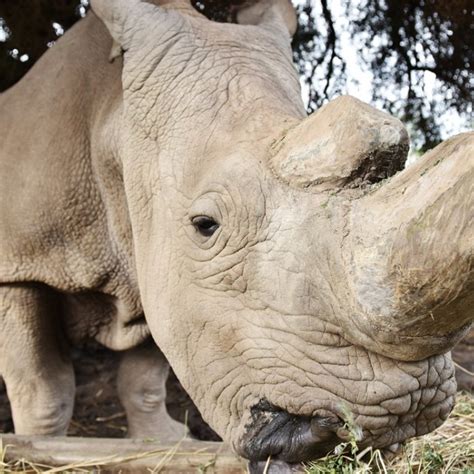 Last Male Northern White Rhino Sudan Falls Ill As Species Edges Closer