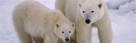 Polar Bear Reproduction Animal Facts And Information