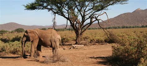 Ol Donyo Sabuk Safaris Tours And Holiday Packages Discover Africa