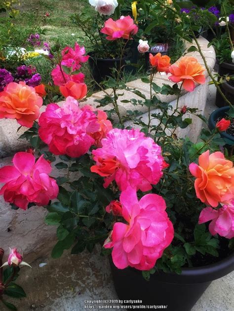 Photo Of The Entire Plant Of Rose Rosa Disneyland Rose Posted By