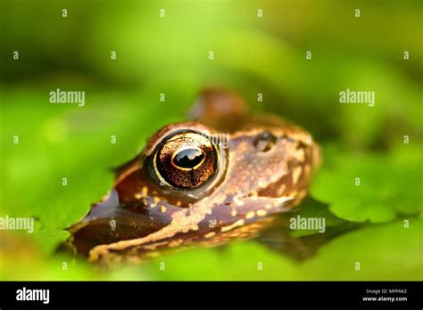 European Common Frog Rana Temporaria Stock Photo Alamy