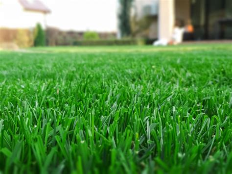Seven Steps To A Lush Lawn You Can Love All Summer Living Magazine