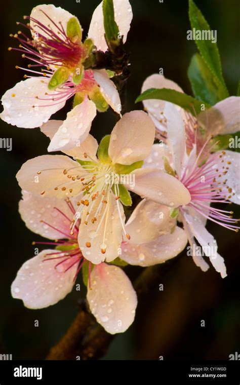Peach Prunus Persica Blossoms And Droplets Stock Photo Alamy