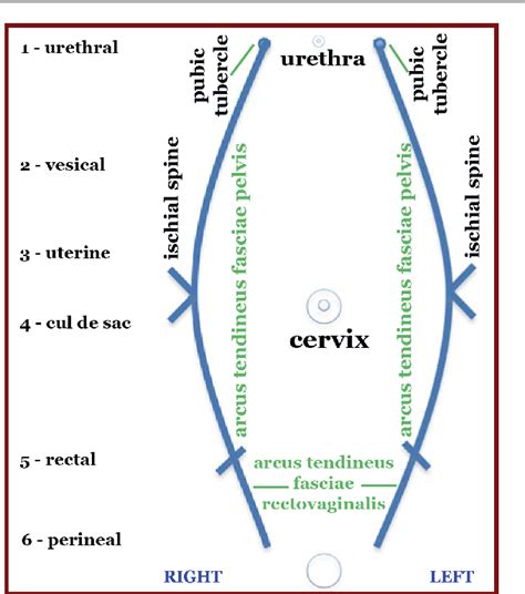 Figure From Pelvic Organ Prolapse Quantification System POPQ A