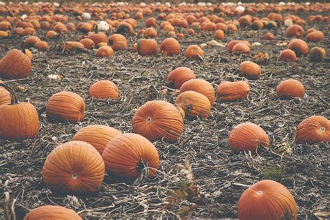 Fall Pumpkins Free Stock Cc0 Photo