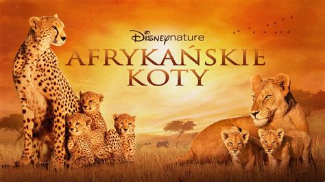 Oglądaj Afrykańskie Koty Cały Film Disney