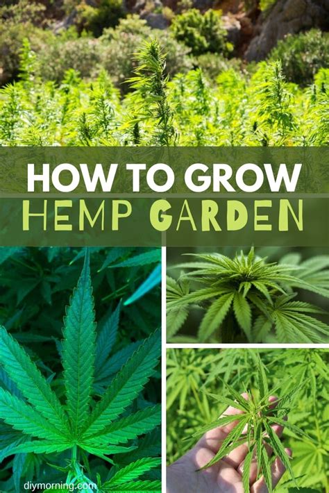 How To Grow Your Own Hemp Garden From Seeds Diy Morning