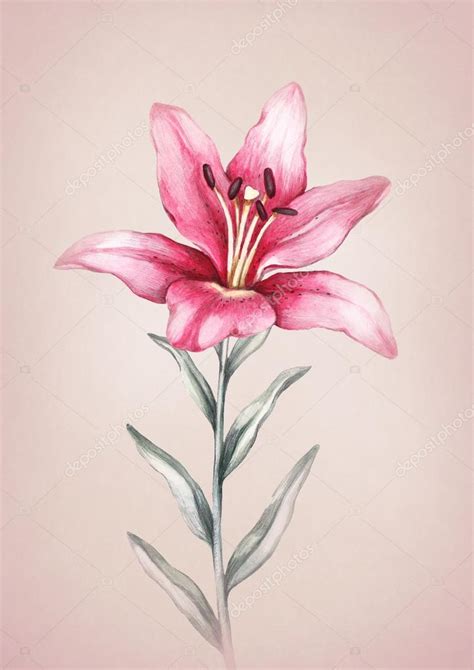 Watercolor Lily Flower Stock Photo Sashsmir 69691863