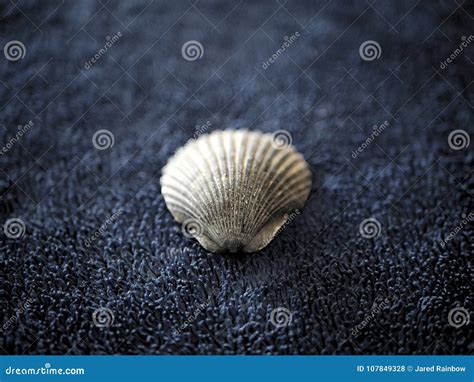Sea Shell On Navy Dark Blue Surface Stock Photo Image Of Meditation