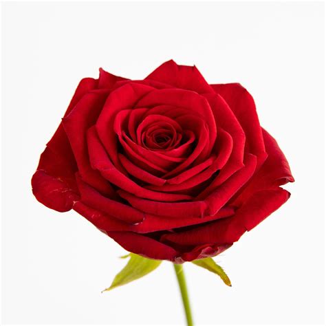 Rosa roja - Floristería Ginkgo Biloba